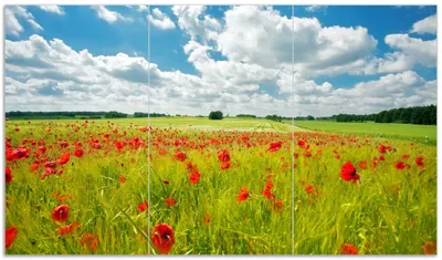 Produktbild von Wallario Herdabdeckplatte aus Glas, Größe 90 x 52 cm 3-teilig, Motiv Grüne Wiese mit Mohnblumen