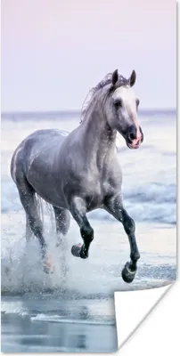 Produktbild von MuchoWow® Poster Pferde - Luft - Meer 20x40 cm - Plakat - Foto