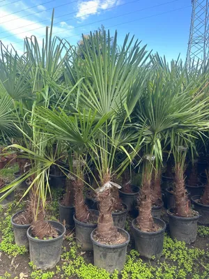 Produktbild von Trachycarpus fortunei 140 - 170 cm Palme Hanfpalme, winterhart bis -19°C