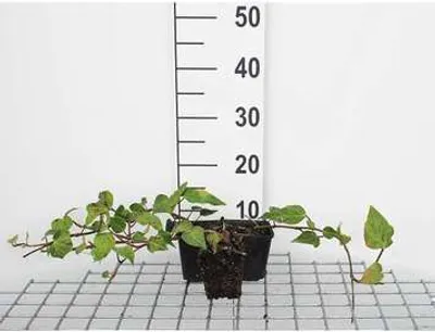 Obrázek produktu pro 12 x Hedera colchica - břečťan kavkazský - květináč 9 cm x 9 cm