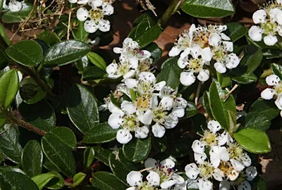Obrázok produktu pre 12 x Cotoneaster dammeri - Kobercový loquat - kvetináč 9 cm x 9 cm