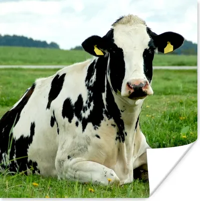 Produktbild von MuchoWow® Poster Kuh - Friesland - Tier 50x50 cm - Wohnzimmerdekoration