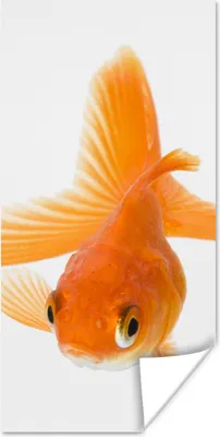 Produktbild von MuchoWow® Poster Fische - Goldfisch - Weiß 75x150 cm - Dekoration für die Wände