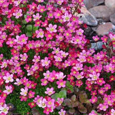 Obrázok produktu pre 6 x skalník močiarny  - Saxifraga 'Purpurteppich'  | Kvetináč 9 cm x 9 cm