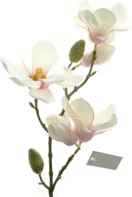 Produktbild von DPI Magnolienzweig Weiß mit rosafarbenem Auge 5 Blüten 43 cm - Kunstblumen
