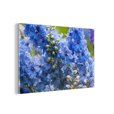 Obrázok produktu pre MuchoWow® Sklenené obrazy - Obrazy na stenu - Foto na skle Kvety delfínia v záhrade 60x40cm Nástenná dekorácia zo skla - akrylový sklenený obraz - akrylové
