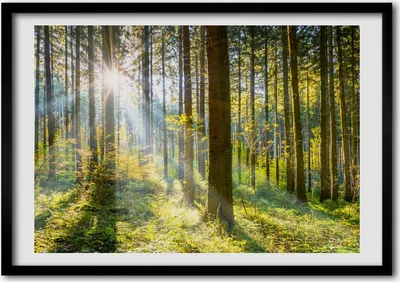 Produktbild von Bild - Bilderrahmen - 100 cm x 70 cm - MDF - Rahmen - Foto - Wandkunst Wald in der Sonne