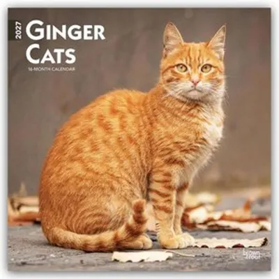 Obrázok produktu pre Mačky s ryšavou srsťou - Gingerkatzen - Červené mačky 2027 - Kalendár na 16 mesiacov