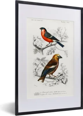 Produktbild von MuchoWow® MuchoWow® Gerahmtes Poster Vogel - Vintage - Zweig 40x60 cm - Poster mit zchwarzem Bilderrahmen - Poster in Rahmen