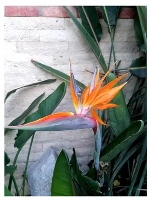 Produktbild von 10 Stück Paradiesvogelblume Strelitzia reginae, Kübelpflanze