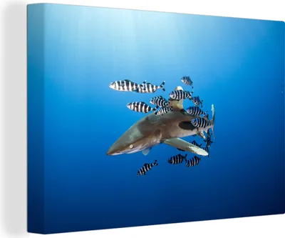 Obrázok produktu pre OneMillionCanvasses® - Maľba na plátne - Obraz na plátne Nástenná maľba na plátne - Žralok s rybou - 150x100cm - Fotografia na plátne - maľba na