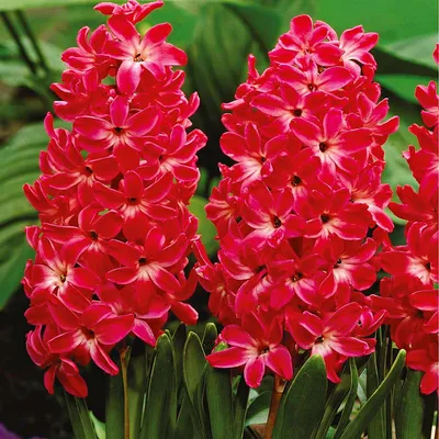 Produktbild von Hyazinthe Blumenzwiebeln Zwiebeln Blumen Hyacinthus Red Glory 3 St.