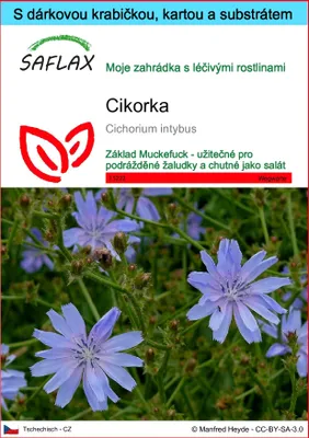 Obrázek produktu pro SAFLAX Dárková sada - cikorka - Cichorium intybus - 250 Semena - S dárkovou krabičkou, přepravním štítkem, dárkovou kartou a pěstebním médiem