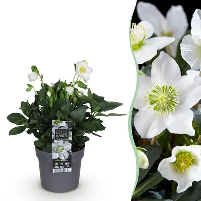 Produktbild von GreenboutiQ - Gartenpflanze - Weihnachtsrose - Helleborus Christmas Carol - Weiße Blüte - 1 Pflanze - Immergrün - Topf 14cm Höhe 30cm