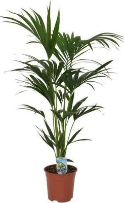 Produktbild von Kentia Palme Howea forsteriana Ø21cm 120cm Zimmerpalme pflegeleicht luftreinigend
