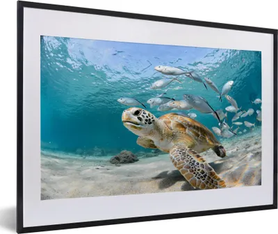 Produktbild von MuchoWow® MuchoWow® Gerahmtes Poster Schildkröte - Fisch - Meer 60x40 cm - Poster mit zchwarzem Bilderrahmen - Schlafzimmer - Plakat in Rahmen - Drucken