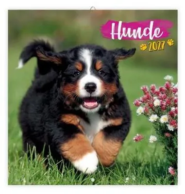 Produktbild von TRÖTSCH - Broschürenkalender Hunde 2027