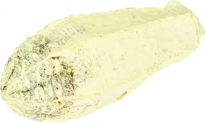 Produktbild von Mahagoni Kern apfelgrün ca. 8-12cm