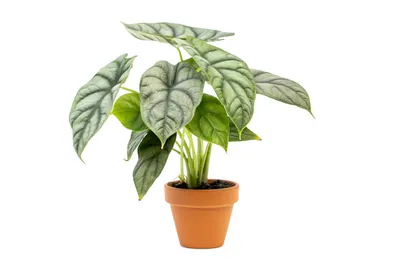 Obrázek produktu pro Gardners Alocasia Silver Dragon, průměr 12 cm