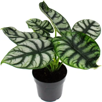 Image de Alocasia baginda Silver Dragon - Racine tropicale - Alocasia - Silver Dragonscale Arrow Leaf - pot de 12cm