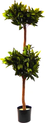 Produktbild von Kunstpflanze Naturstamm 2 Lorbeerkugeln ca. 110 cm