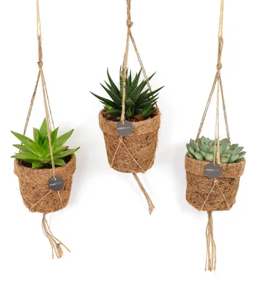 Zdjęcie produktu dla Kokopot String Succulent Mix | 3 sztuki - 20cm - Ø10cm - Roślina doniczkowa - Zimozielony - Wielozadaniowość