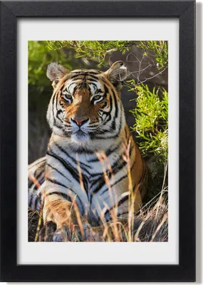 Produktbild von Bild 20x30 MDF-Rahmen, Wandkunst Tiger