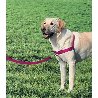 Zdjęcie produktu dla Petsafe Easy Walk szelki dla psa różowe L różowe L