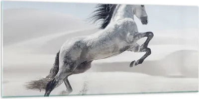 Produktbild von Bilder auf glas - Pferd Tier Natur - 120x50cm - Glasbilder - Wandbilder - Kunstdruck - zum Aufhängen bereit - Wanddekoration aus Glas - Glas Bilder - Wandbild auf Glas - Einteilig - GAB120x50-3644