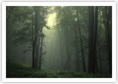 Produktbild von Poster - Poster ohne Rahmen - Wald Nebel Baum - 100x70 cm - Wand Bild - Wanddeko - Wandbilder - Kunstposter - Wandposter - Bilder - Kunstdruck - Wanddekoration - Wandbild - P2XAA100x70-3543