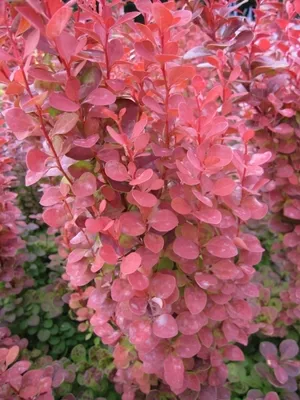 Produktbild von Raketen Berberitze Orange Rocket - Berberis thunbergii Orange Rocket (25-30)