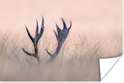 Produktbild von MuchoWow® Poster Geweih - Hirsch - Gras - Natur 180x120 cm - Fotoplakat