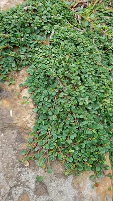 Image de Cotoneaster dammeri 'Green Carpet' / Cotoneaster rampant