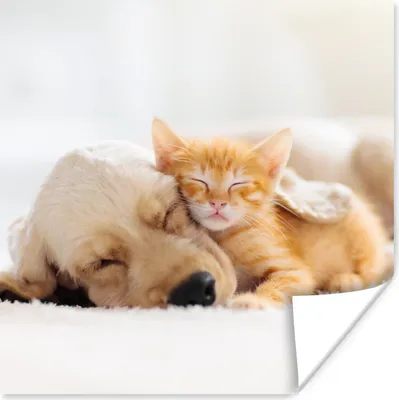 Produktbild von MuchoWow® Poster Tiere - Hund - Kätzchen - Rot 50x50 cm - Wohnzimmerdekoration