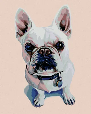 Produktbild von Diamondi - Diamond painting - WEIßE BULLDOGGE MIT BLAUEM HALSBAND, 40X50 cm, mit Keilrahmen (bereits gespannt)