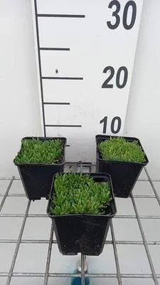 Produktbild von 6 x  Delosperma congestum 'Album' - Winterharte - Topf 9 x 9 cm