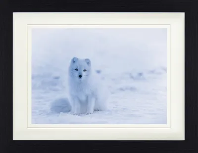 Produktbild von Füchse Gerahmtes Bild Mit Edlem Passepartout | Wand-Bilder | Im Bilderrahmen - Junger Polarfuchs Welpe Im Schnee (30 x 40 cm)