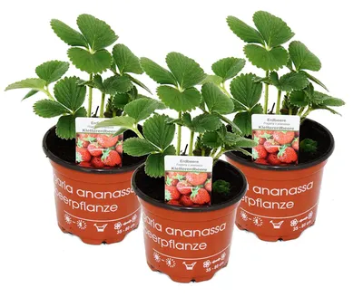 Produktbild von Klettererdbeere Fragaria x ananassa 3 Pflanzen