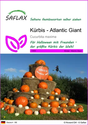 Produktbild von SAFLAX - Kürbis - Atlantic Giant - 7 Samen - Cucurbita maxima