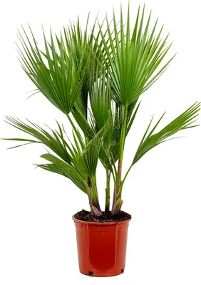 Zdjęcie produktu dla Bloomique - Washingtonia Robusta - Meksykańska palma wachlarzowata - Palma mrozoodporna - Rośliny ogrodowe - 80-100 cm wysokości - Doniczka 21 cm