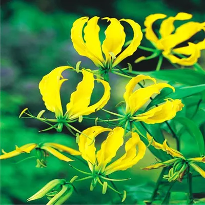 Immagine prodotto di Gloriosa Lutea Gialla 1 pz. Gloriosa piantina piantine di gloriosa