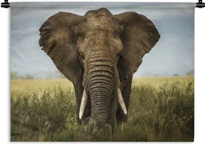 Produktbild von MuchoWow® Wandteppich Wandbehang Elefant - Natur - Gras - Tiere - Landschaft 90x67.5 cm Tapisserie Dekoration Wandtuch - Fototeppich - Wand-Skulpturen