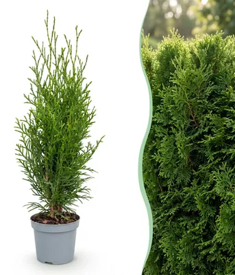Image de Green boutiQ - Plantes de haie - Thuja occidentalis Smaragd - feuillage vert - 8 plants - 1 mètre linéaire - à feuillage persistant - pot de 9 cm, hauteur 30 cm