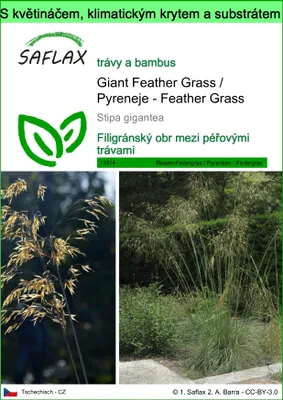 Obrázek produktu pro SAFLAX Garden to go - Giant Feather Grass / Pyreneje - Feather Grass - Stipa gigantea - 10 Semena - S květináčem, klimatickou poklicí a pěstebním substrátem