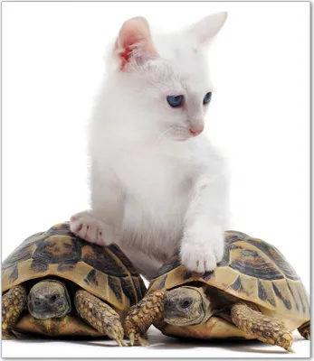 Produktbild von Wallario Herdabdeckplatte aus Glas, Größe 52 x 60 cm 1-teilig, Motiv Katze auf Schildkröten