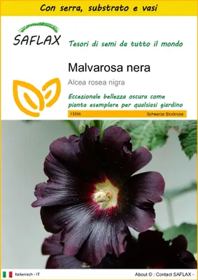 Immagine prodotto di SAFLAX Insieme di coltivazione - Malvarosa nera - 100 semi - Alcea
