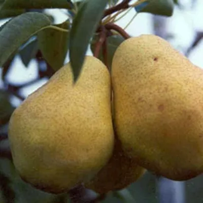 Two pears are shown hanging from a tree branch, with green leaves in the background.
