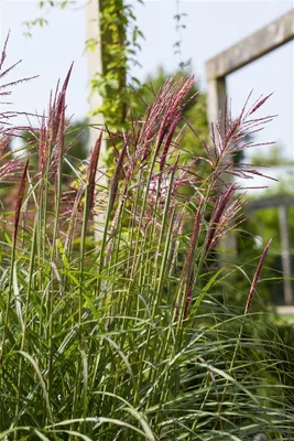 Produktbild von Miscanthus sinensis 'Rotsilber', Chinaschilf, rot-silber, ca. 11x11 cm Topf