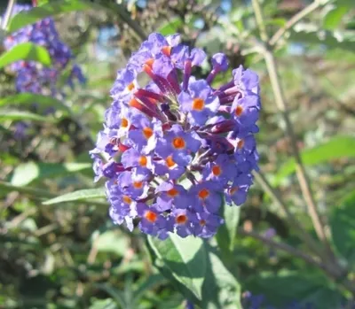 Produktbild von Sommerflieder Orpheus - Schmetterlingsflieder - Buddleja davidii 60-80