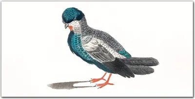 Produktbild von Coloray Bild aus Glas 140x70 wanddekoration Küche glasblock mit bild Dekoration wohnzimmer gehärtetes Glas - Tier Vogel